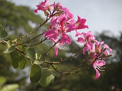 Jamaica06 (434)